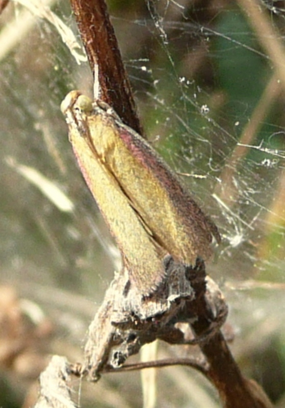 ID - Oncocera semirubella (Pyralidae )